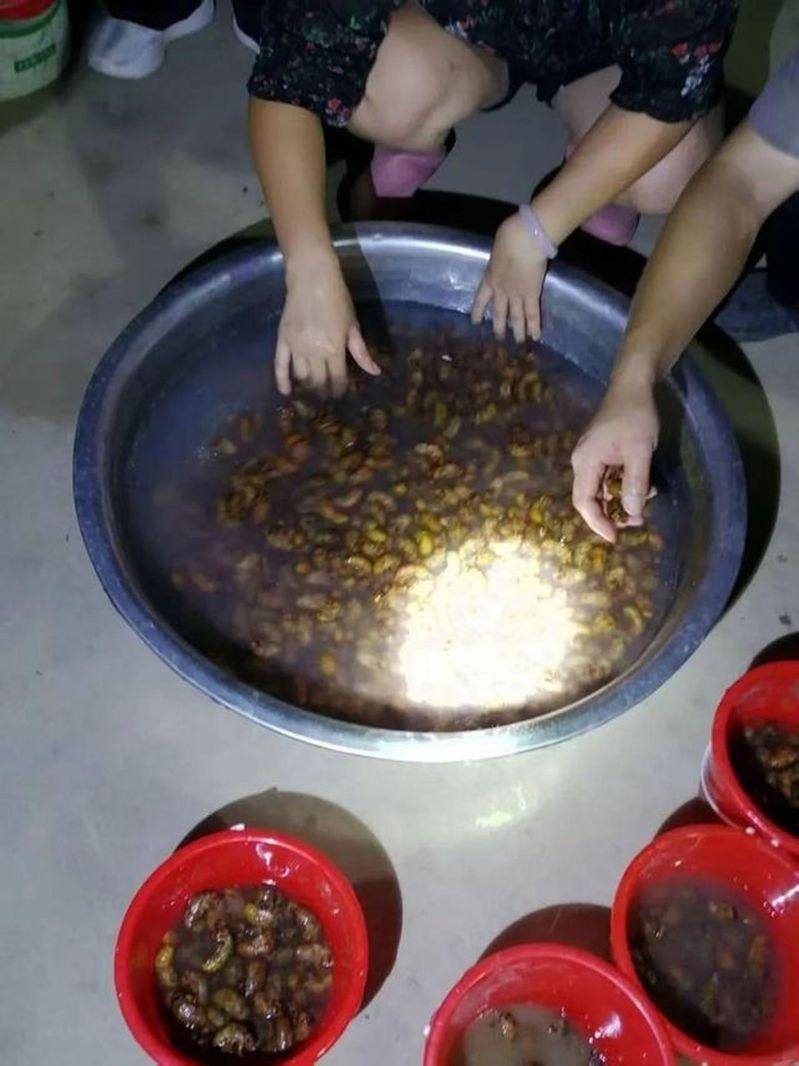 捉的蝉泡水清洗。(取材自九派新闻)