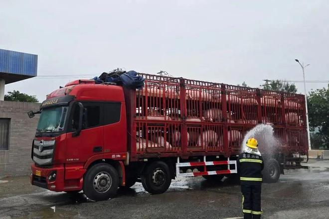 北京太热了，260头猪集体中暑，消防救援站火速驰援，为猪喷淋降温20分钟。(取材自台州交通广播)