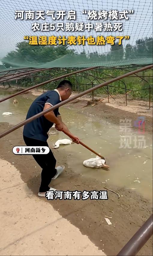 河南民众在处理水塘里热死的鹅。(视频截屏)