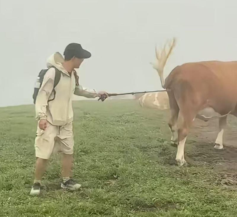 游客遭牛群围攻踩踏 。(视频截屏)