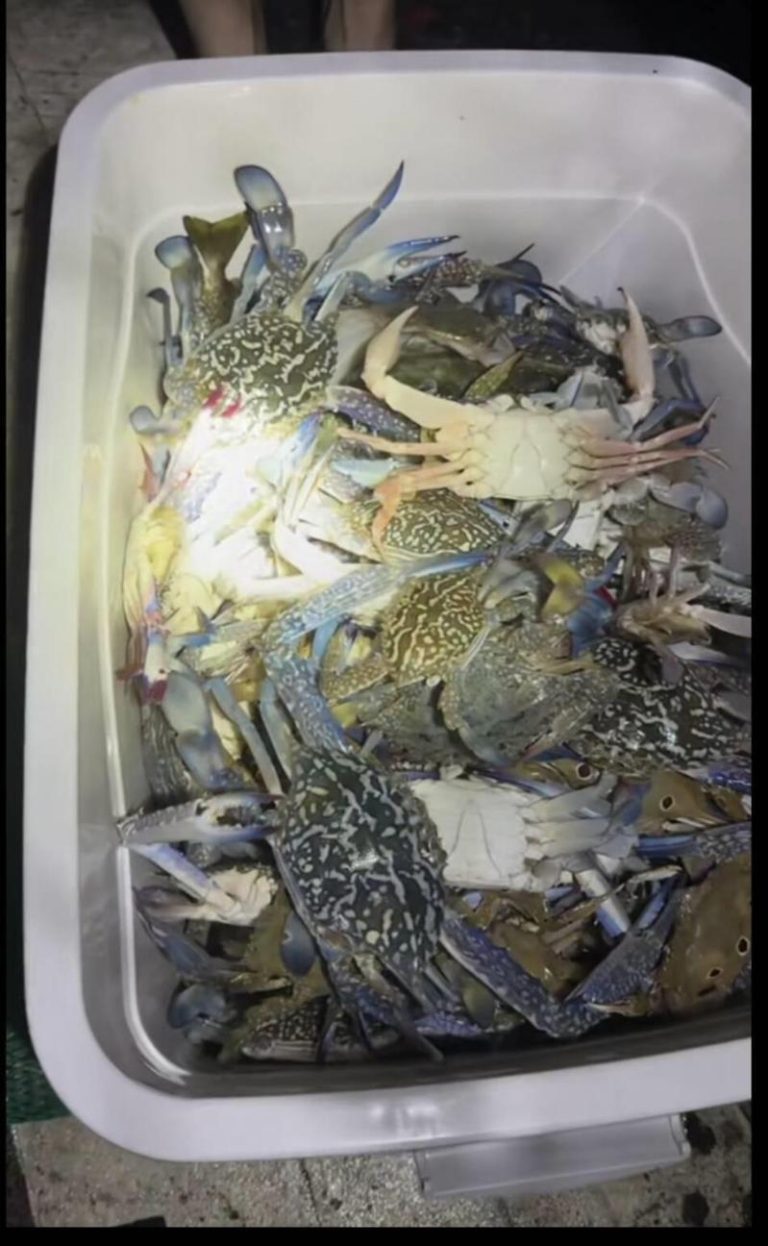 深圳较场尾海滩日前受赤潮影响，海边浅水区与沙滩上满是螃蟹乱窜，民众到海边抓大花蟹。（取材自极目新闻）