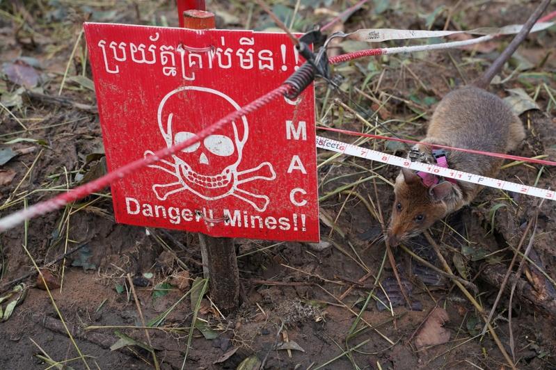 柬埔寨普里维希省(Preah Vihear),一只探雷鼠在排雷区嗅探地雷。路透