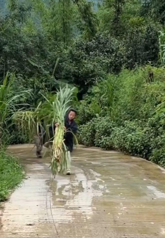 张镜在割完牛草回家的路上,惊喜收到北大录取通知书。(取材自中国青年报)