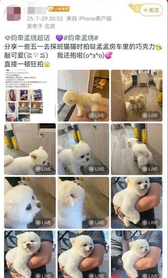 孟子义去年以「九重紫」站稳女一。(取材自微博)