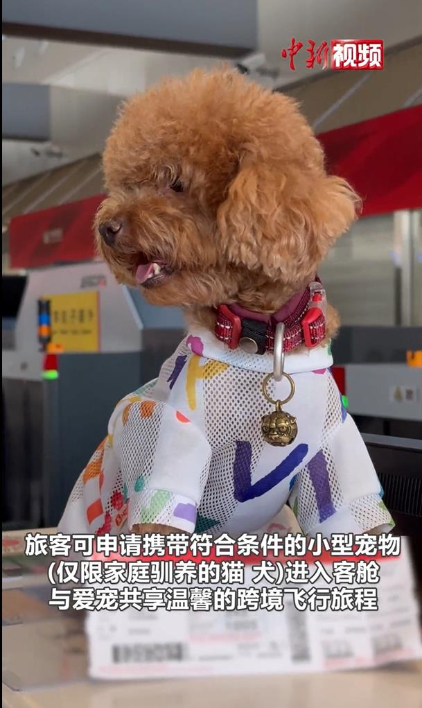 中国航空公司开放旅客申请小型宠物进入客舱,和饲主一起跨境飞行。(中新社)