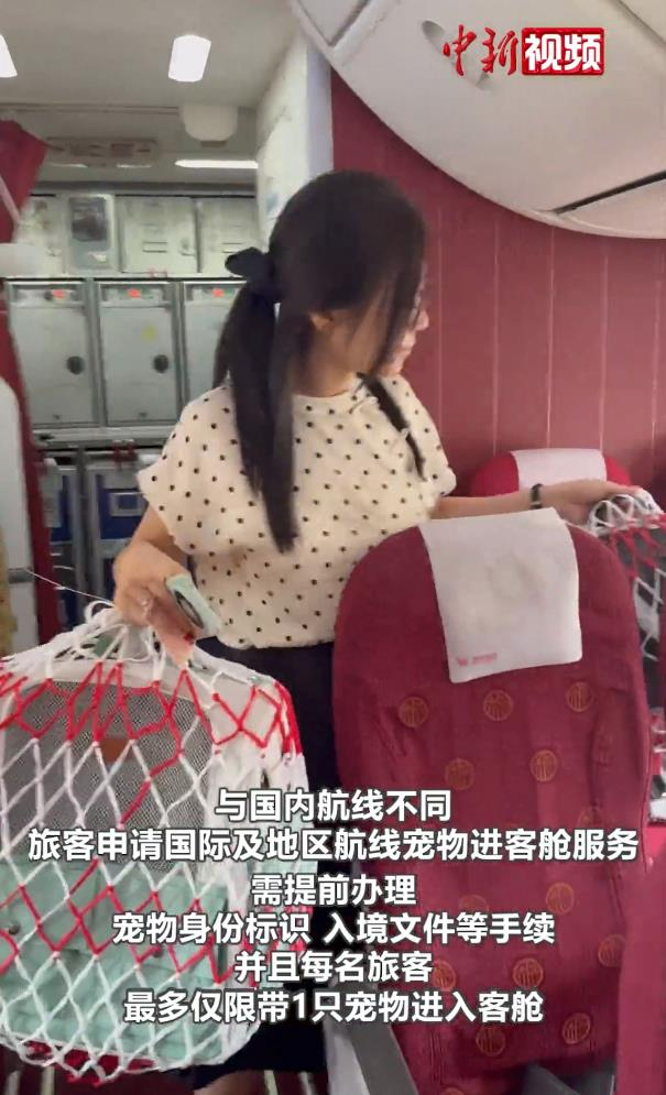 中国航空公司开放旅客申请小型宠物进入客舱，和饲主一起跨境飞行。(中新社)
