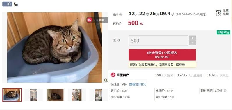一只貍花猫以500元起拍，吸引近6000人报名。（取材自阿里资产平台）