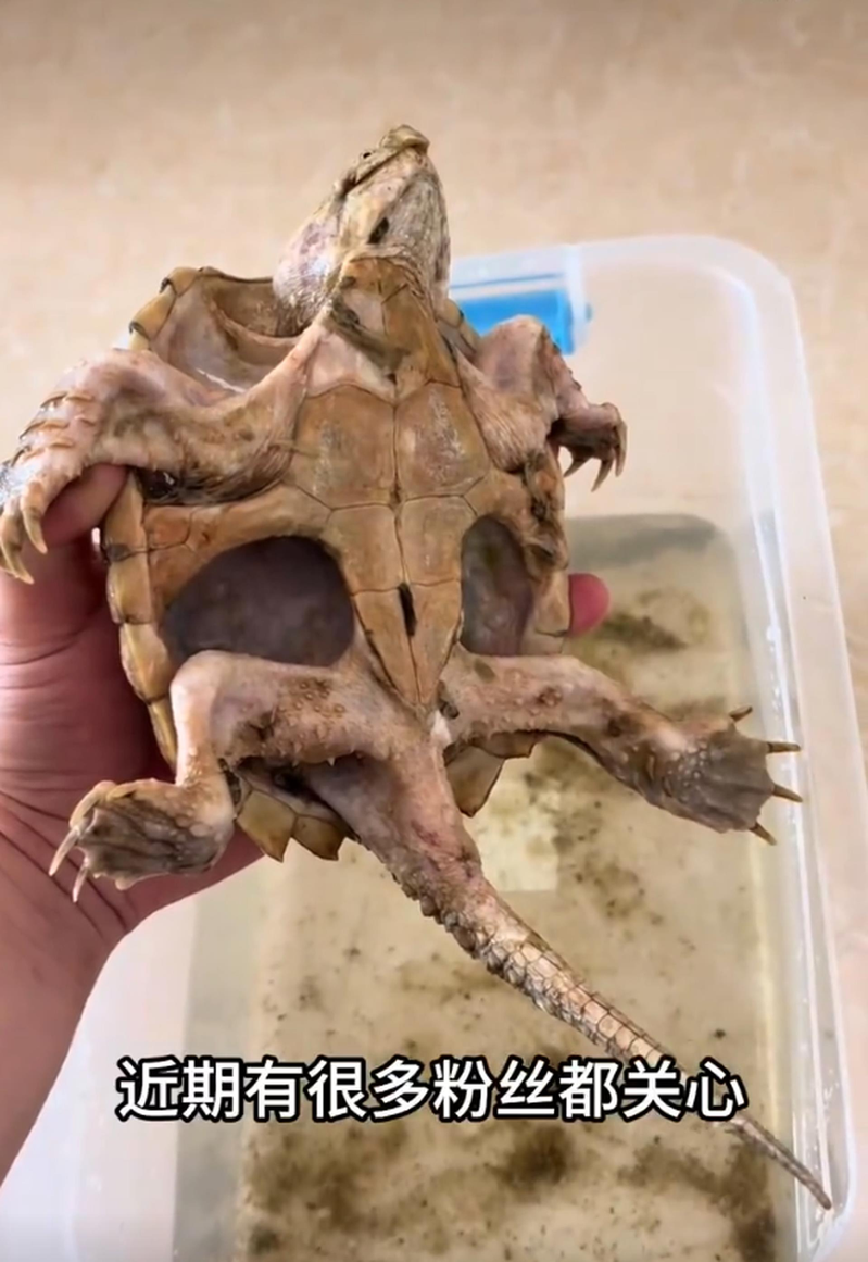 一年没进食瘦成皮包骨的鳄龟。(视频截屏)