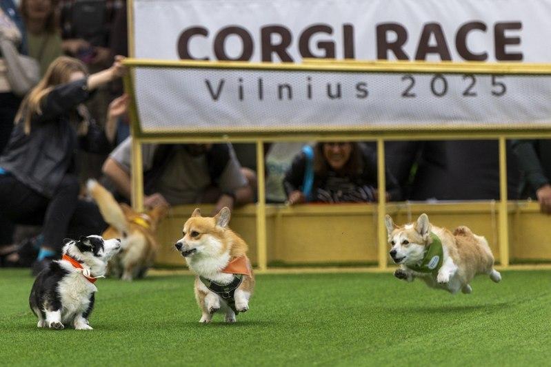 立陶宛首都维尔纽斯举办「柯基犬赛跑」。(路透)