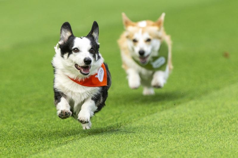 立陶宛首都维尔纽斯举办「柯基犬赛跑」。(路透)