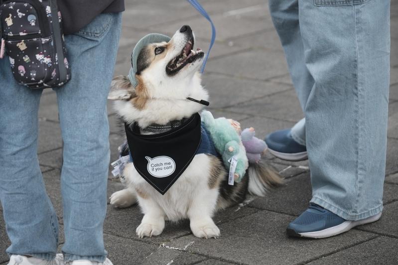 立陶宛首都维尔纽斯举办「柯基犬赛跑」。(路透)