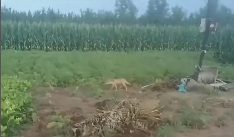 养殖户饲养的狼犬。（取材自极目新闻）
