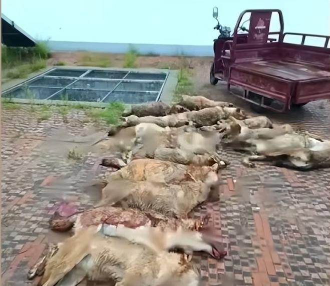 养殖户饲养的狼犬。（取材自极目新闻）