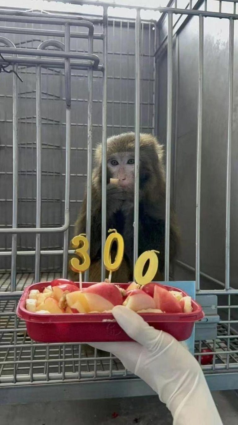 猕猴术后已健康存活超300天。(取材自红星新闻)