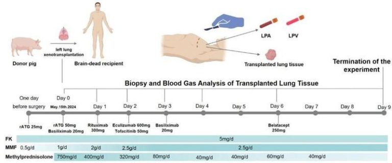 研究团队提供的论文中示意图。(新华社)