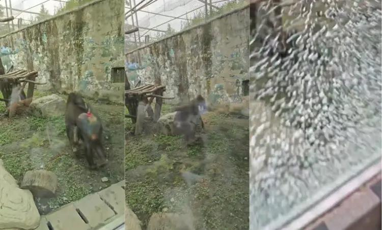 成都动物园山魈用石头砸碎馆舍玻璃。(取材自上游新闻)