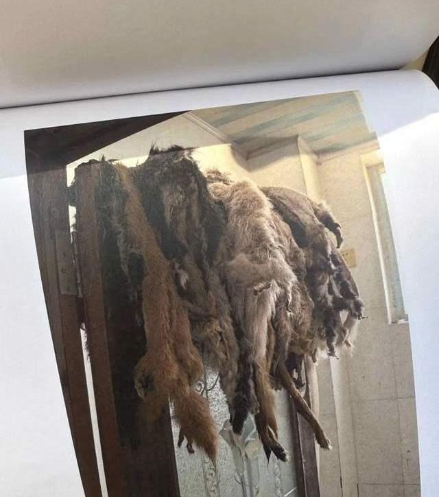 阳台的衣架上还挂着两排狗皮。(取材自华商报)