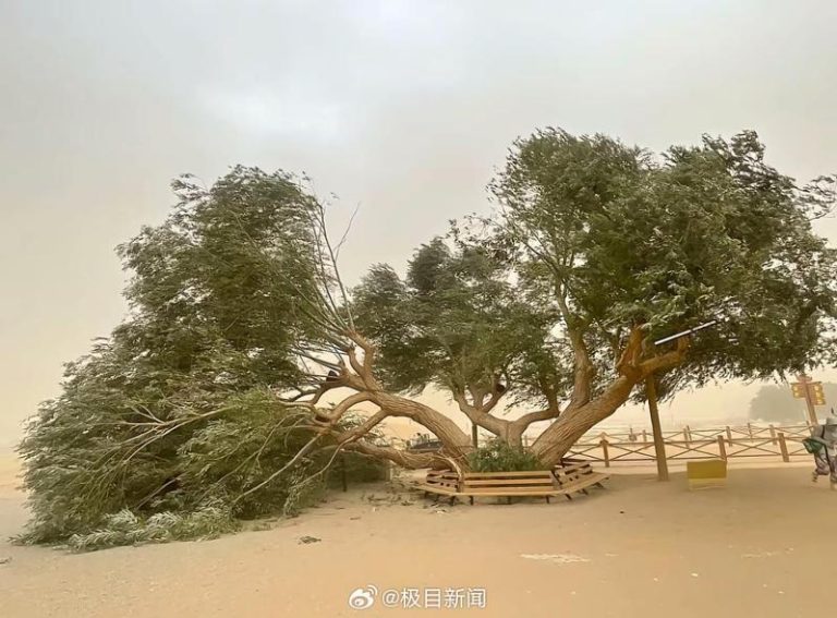 月牙泉景区的夫妻柳被吹断，网友戏称「离婚了」。（取材自极目新闻）