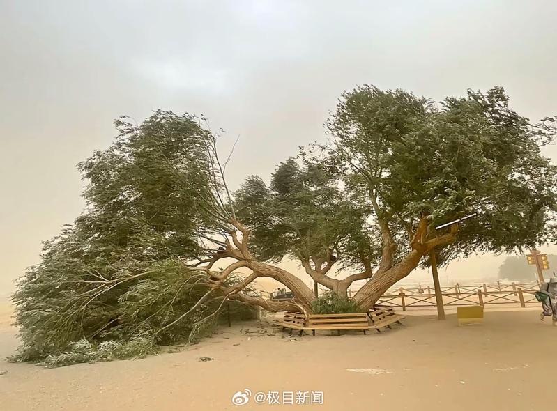 月牙泉景区的夫妻柳被吹断,网友戏称「离婚了」。(取材自极目新闻)