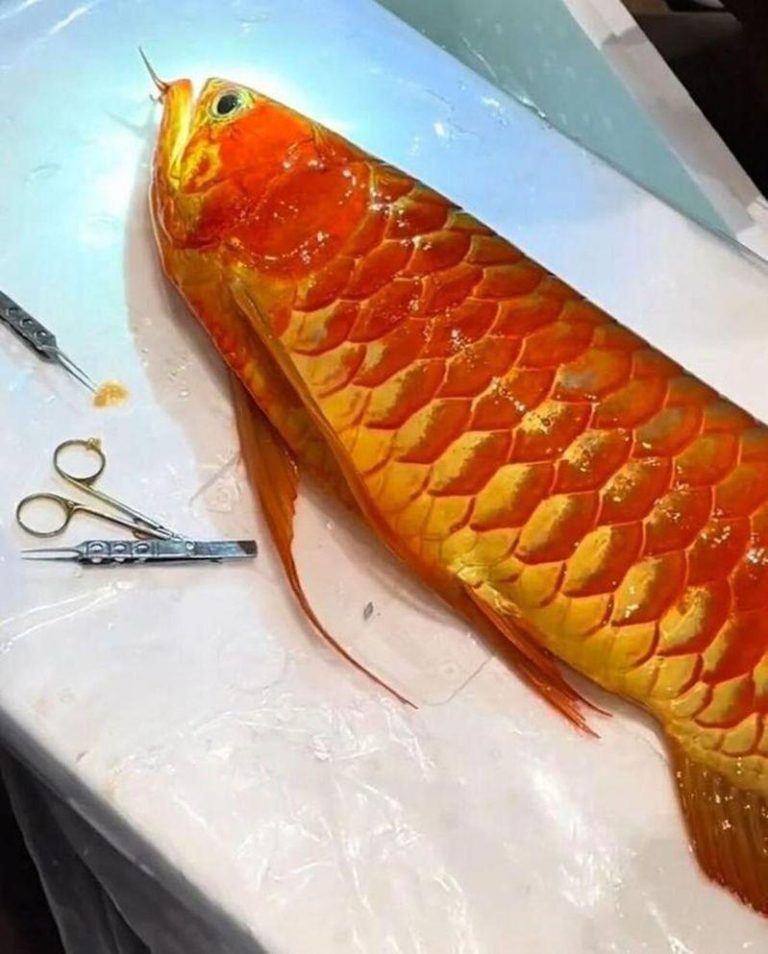 「上海一条百万元人民币的龙鱼做掉眼手术」的视频，引发关注。（取材自极目新闻）