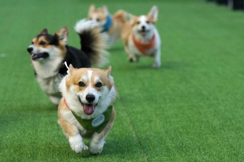 立陶宛首都维尔纽斯举办「柯基犬赛跑」。(路透)