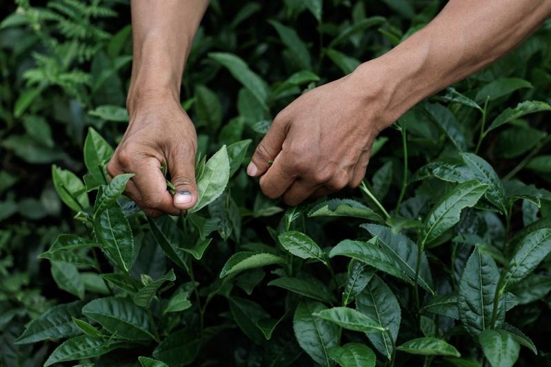 在家中打造一个属于自己的茶园。示意图(路透)