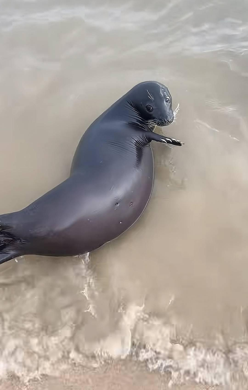 部分游客、博主夜晚用强光照射海豹「阿侬」。(取材自封面新闻)