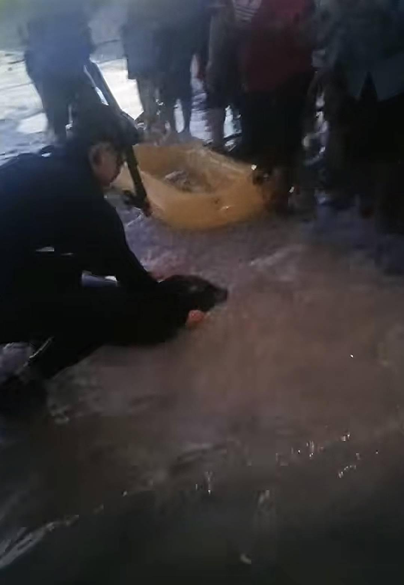 部分游客、博主夜晚用强光照射海豹「阿侬」。(取材自封面新闻)