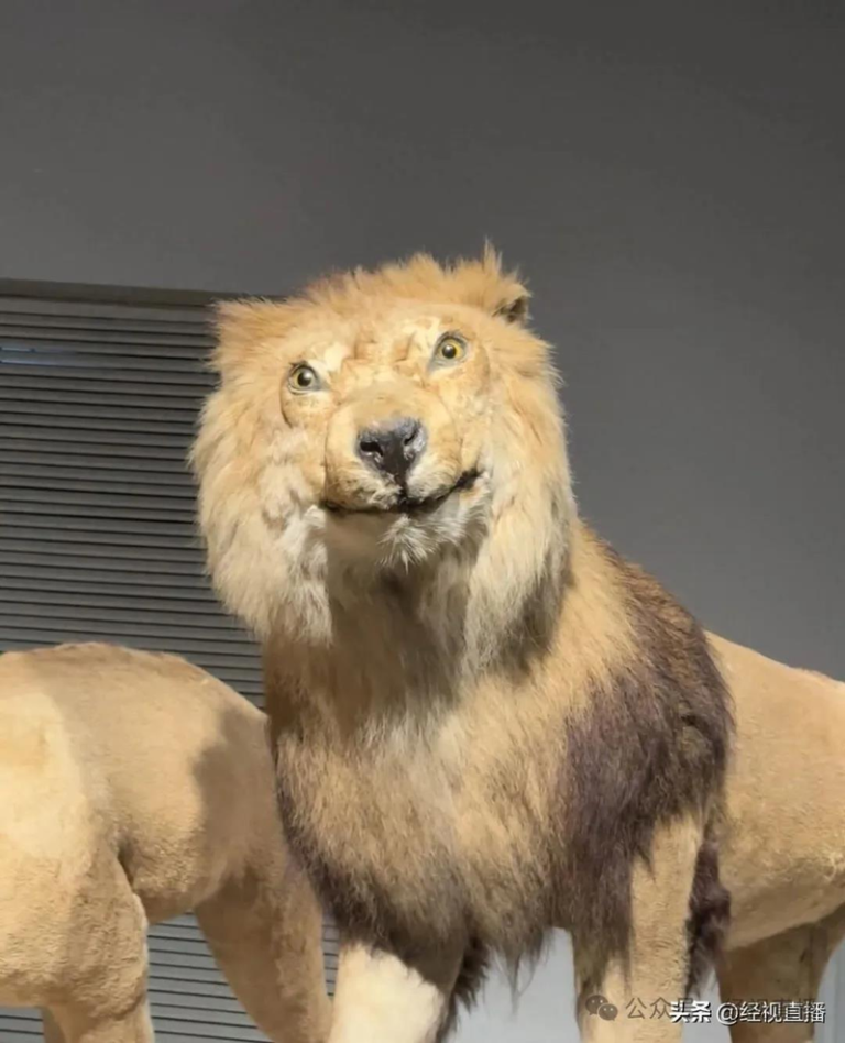 上海自然博物馆的「萌狮」。（取材自经视直播）