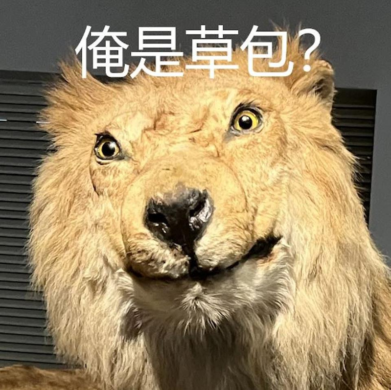 上海自然博物馆的「萌狮」。（取材自经视直播）