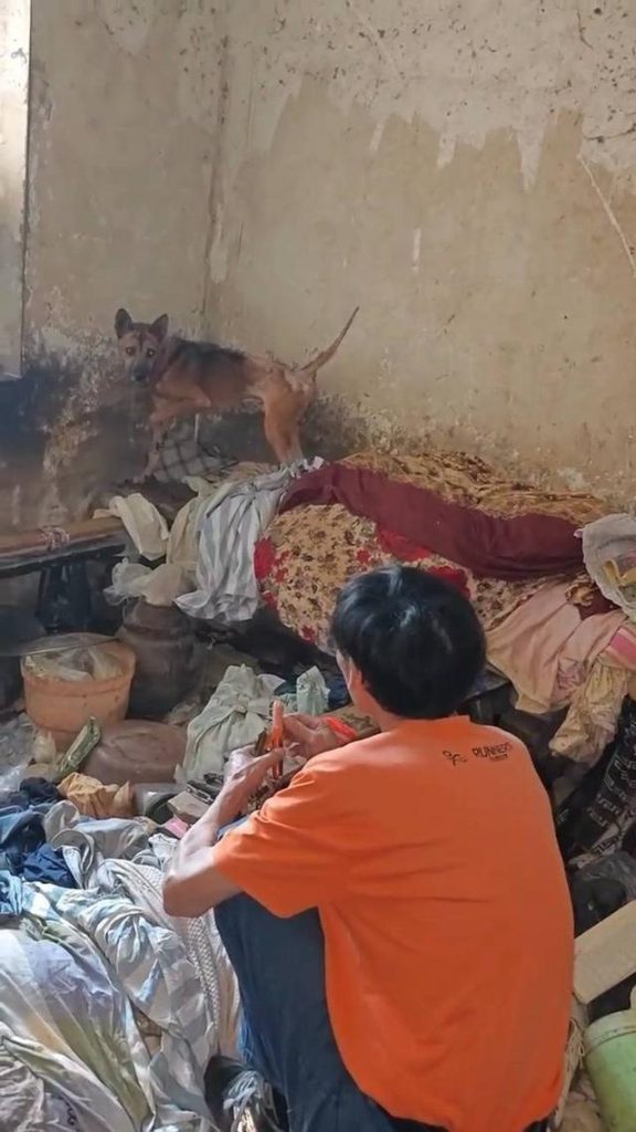 主人去世后，小狗始终守护家中不肯离去，瘦成皮包骨。（取材自封面新闻）