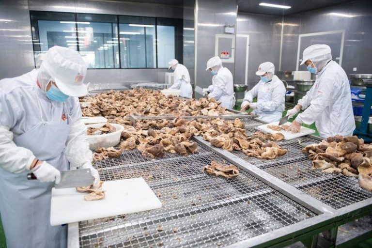 中国国家卫健委主导的「预制菜食品安全国家标准」草案通过审查，明定餐厅使用预制菜须标示。图为湖南生产预制菜工厂，工作人员在处理食材。(新华社)