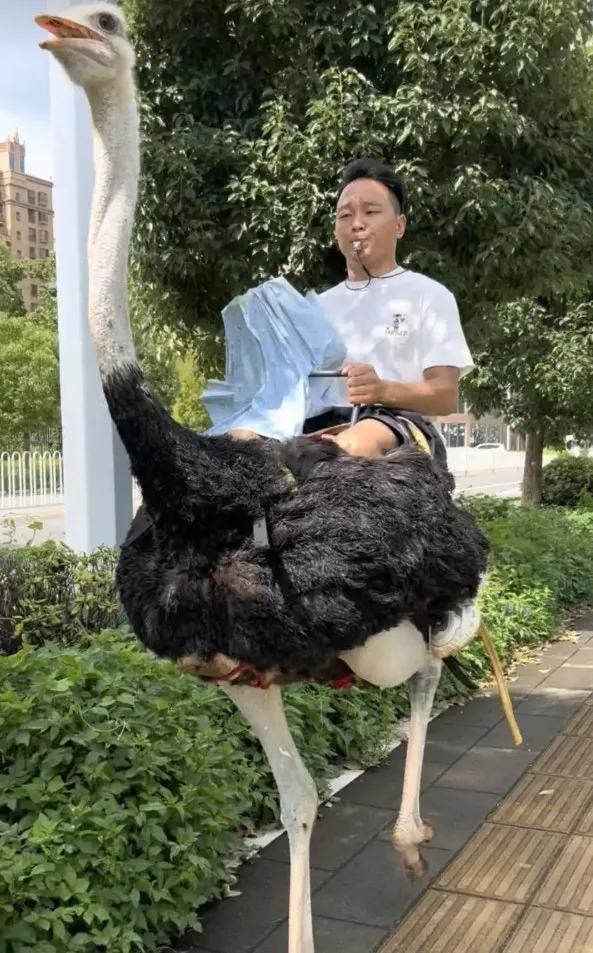 云南男子骑鸵鸟上路。(取材自潇湘晨报)