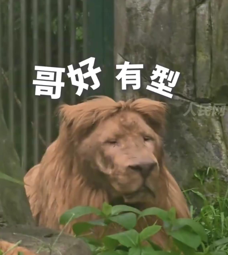 明星白狮「阿杭」以往是乖巧齐刘海。（取材自微博）
