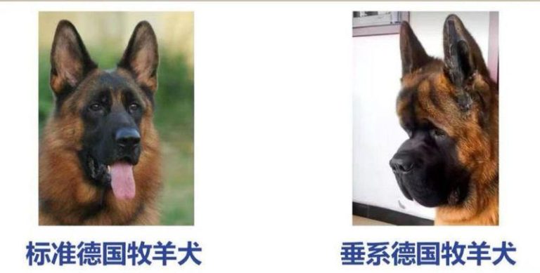 布偶猫曾是宠物市场的「爆款」。（新华社）