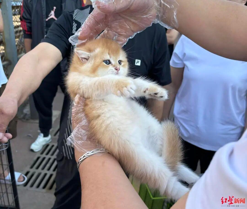 尚雪峰繁殖的米努特猫。（取材自红星新闻）