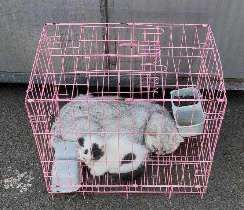 尚雪峰繁殖的米努特猫。（取材自红星新闻）
