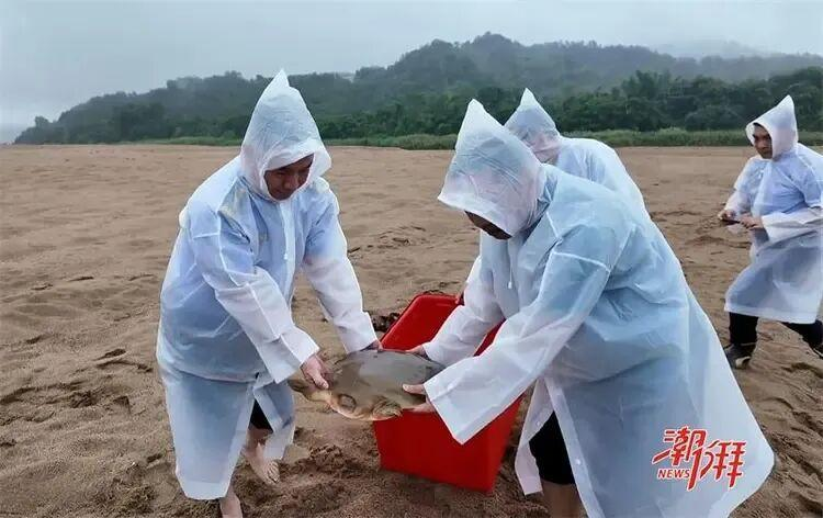 广东潮州渔民捕获的「韩江鼋」。（取材自极目新闻）
