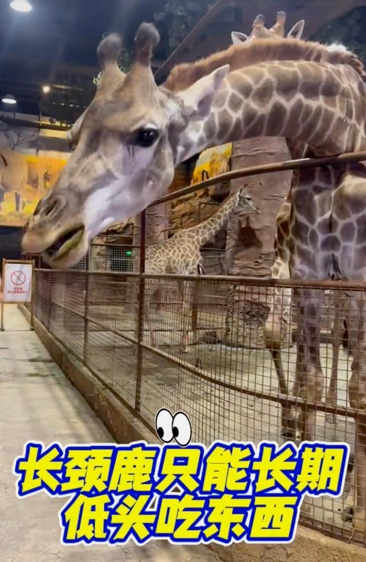 狮子精神状态明显不佳。（取材自潇湘晨报）