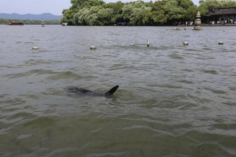 西湖发现「沙鱼」？而且还不止一条。（取材自浙江之声）
