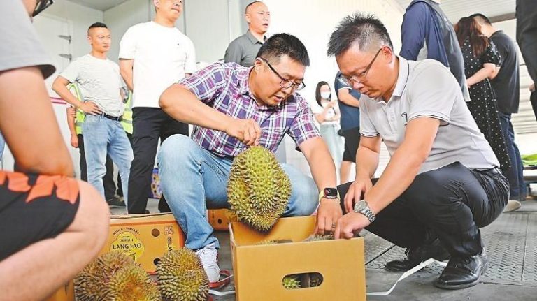 进口商在现场检验榴梿品质。（取材自四川日报全媒体）