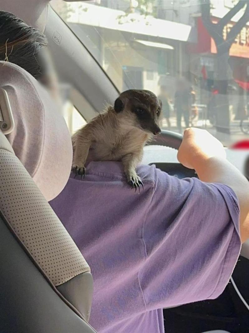 上海顺风车司机带狐獴开车。(视频截屏)