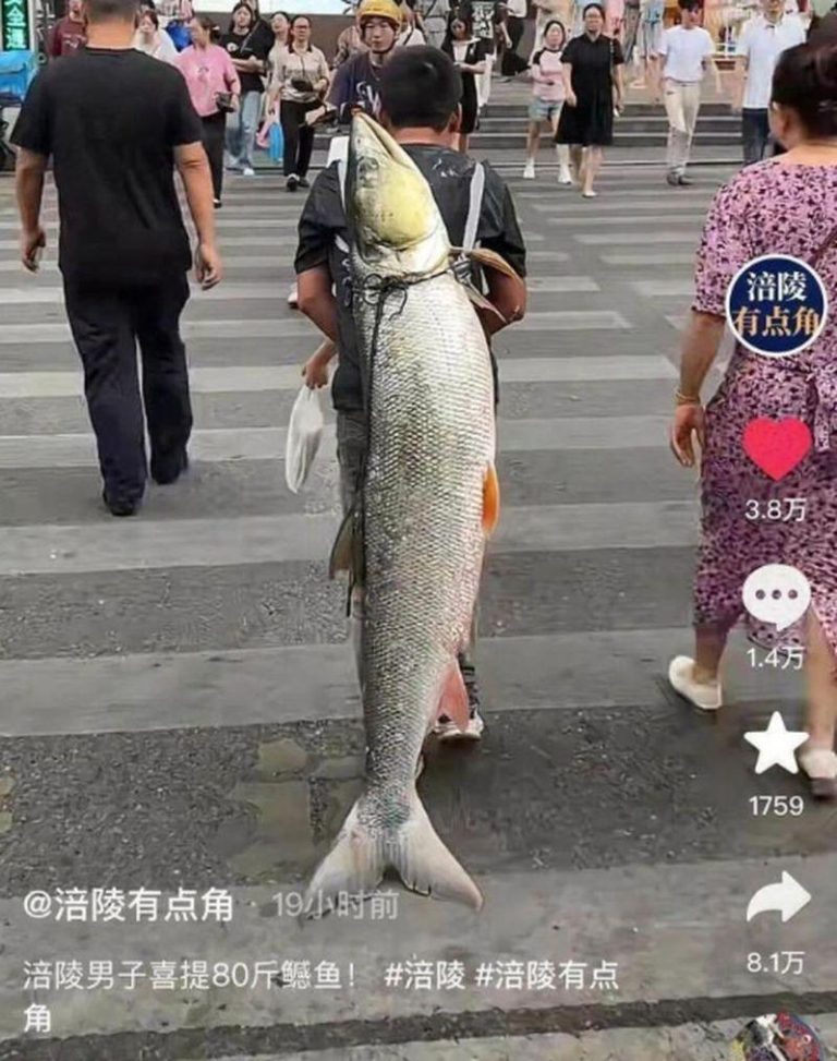 男子钓79斤大鱼背上街显摆。（视频截屏）