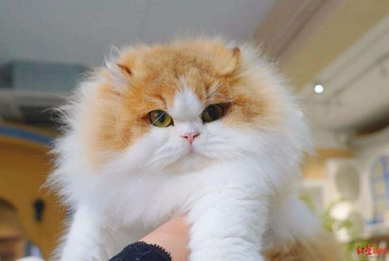 尚雪峰繁殖的米努特猫。（取材自红星新闻）