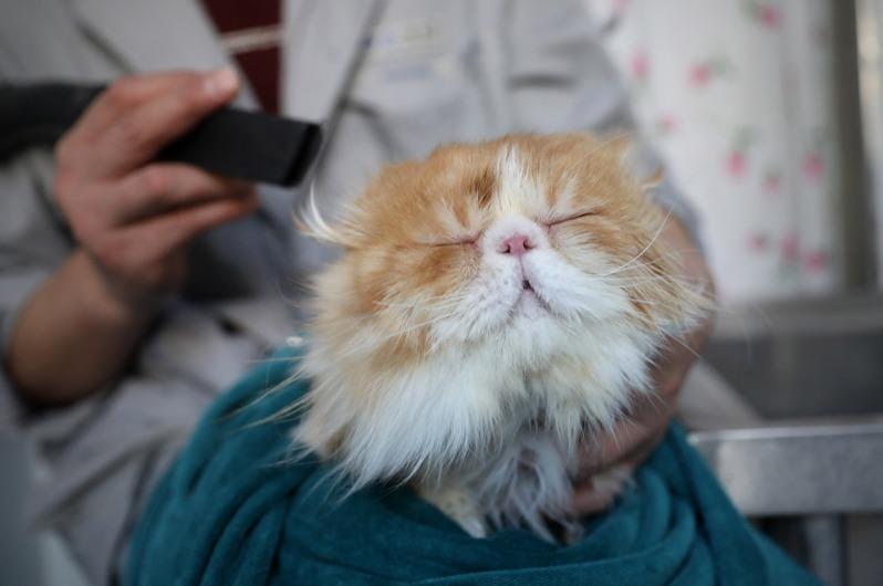 尚雪峰繁殖的米努特猫。（取材自红星新闻）
