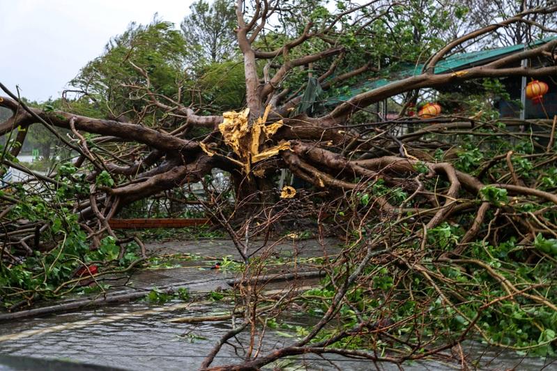 台风博罗依(Bualoi)登陆越南宁平省后,一棵大树倒在路中。路透