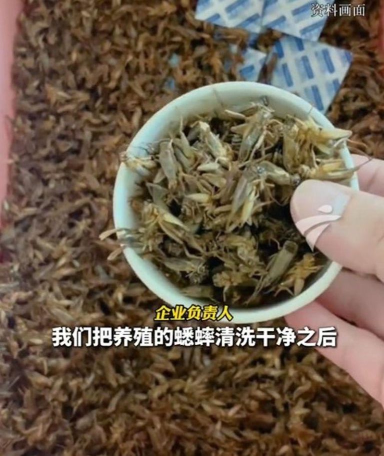 蟋蟀也能做成月饼，网友反应不一。（视频截屏）