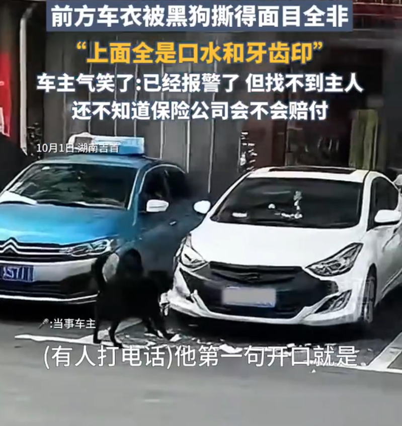 肇事黑狗正在啃车。（取材自羊城晚报）