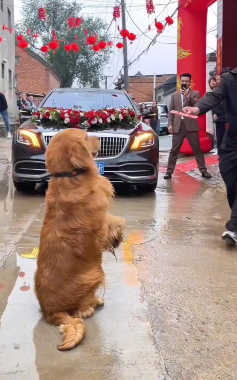 金毛犬拦着婚车作揖。（取材自大皖新闻／受访者供图）