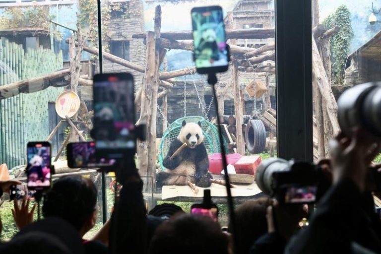 图为游客拍摄大熊猫「吉年」。（中新社）